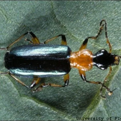 thumbnail for publication: A Ground Beetle, Calleida decora (Fabricius) (Insecta: Coleoptera: Carabidae)